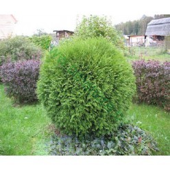 Туя западная Woodwardii горшок С1.5 (саженец)